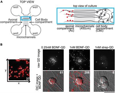 Molecular-Scale Dynamics of Long Range Retrograde Brain-Derived Neurotrophic Factor Transport Shaped by Cellular Spatial Context